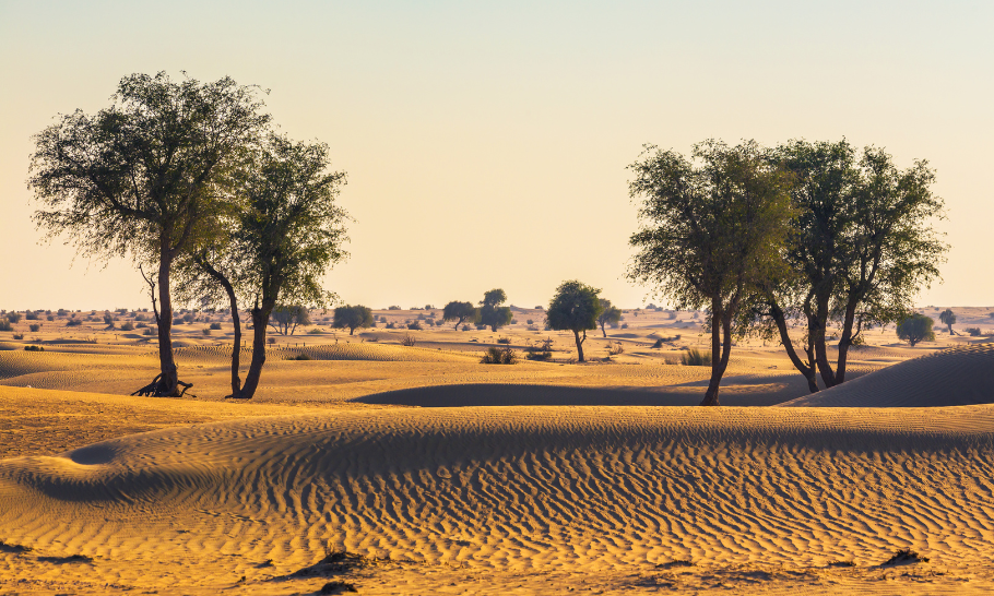 Arabian Desert Dubai